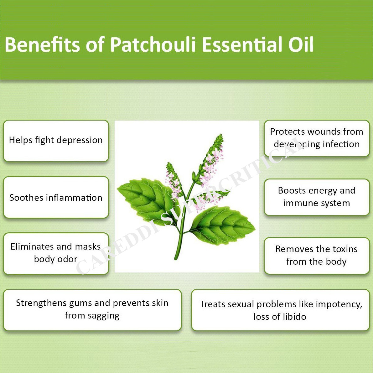 Patchouli Essential Oil Supercritical CO2 Extraction