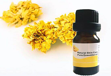mother chrysanthemum oil