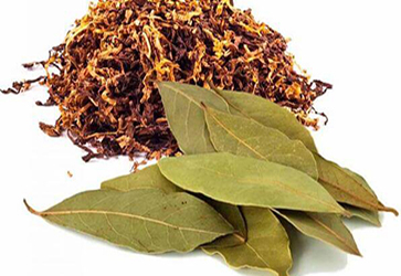 tobacco leaves essence oil