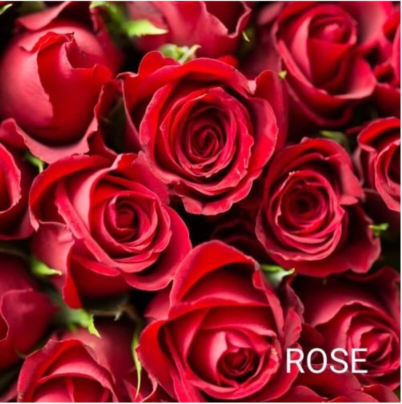 rose (6)